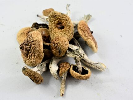 Buy Albino Cubensis Mushrooms | Overnight Delivery ( Discreet Packaging ) | 5 strongest magic mushrooms | will penis envy mushrooms grow in a flower bed | albino mushroom effects | albino penis envy mushroom effects | best hallucinogenic mushrooms | best psilocybin mushrooms | strongest magic mushroom spores | what mushrooms contain psilocybin | albino a+ mushrooms | albino a+ mushroom | albino a mushroom | albino a mushrooms | a+ albino mushrooms | albino a mushroom strain | albino a plus mushrooms | albino a+ magic mushrooms | albino a+ mushroom info | albino a+ mushroom potency