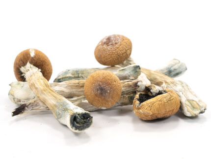 albino mushroom strains | different mushroom strains | magic mushroom strains | psycobillin mushroom strains | psychedelic mushroom strains | psychadelic mushroom strains | common psychedelic mushroom strains | strains of magic mushroom | psilocybin mushroom strains | best psilocybin mushroom strains | mushroom strains list | strongest mushroom strains | magic mushroom strains list | best magic mushroom strains | all magic mushroom strains | mushroom psychedelic strains | different strains of psilocybe mushroom | different magic mushroom strains | best mushroom strains | best psychedelic mushroom strains | strains of mushroom | most potent psychedelic mushroom strains | strongest magic mushroom strains | most potent magic mushroom strains | top mushroom strains | most potent mushroom strains | magic mushroom strains with pictures | can you mix mushroom strains | how to cross mushroom strains | mushroom strains | best mushroom strains for visuals | mixing mushroom strains | mushroom strains able to grow at high temperatures and low ph values | mushroom strains and effects | mushroom strains list | mushroom strains ranked | mushroom strains for depression | mushroom strains magic | hillbilly mushroom strain | tidal wave mushroom strain | enigma mushroom strain | yeti mushroom strain | mushroom strains identification chart | mushroom strains list | best mushrooms for psilocybin | strongest psilocybe mushrooms | best mushroom strain for visuals | what mushrooms contain psilocybin | top 100 magic mushroom strains | different strains of psilocybe mushrooms