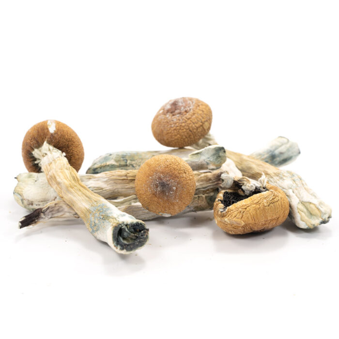 albino mushroom strains | different mushroom strains | magic mushroom strains | psycobillin mushroom strains | psychedelic mushroom strains | psychadelic mushroom strains | common psychedelic mushroom strains | strains of magic mushroom | psilocybin mushroom strains | best psilocybin mushroom strains | mushroom strains list | strongest mushroom strains | magic mushroom strains list | best magic mushroom strains | all magic mushroom strains | mushroom psychedelic strains | different strains of psilocybe mushroom | different magic mushroom strains | best mushroom strains | best psychedelic mushroom strains | strains of mushroom | most potent psychedelic mushroom strains | strongest magic mushroom strains | most potent magic mushroom strains | top mushroom strains | most potent mushroom strains | magic mushroom strains with pictures | can you mix mushroom strains | how to cross mushroom strains | mushroom strains | best mushroom strains for visuals | mixing mushroom strains | mushroom strains able to grow at high temperatures and low ph values | mushroom strains and effects | mushroom strains list | mushroom strains ranked | mushroom strains for depression | mushroom strains magic | hillbilly mushroom strain | tidal wave mushroom strain | enigma mushroom strain | yeti mushroom strain | mushroom strains identification chart | mushroom strains list | best mushrooms for psilocybin | strongest psilocybe mushrooms | best mushroom strain for visuals | what mushrooms contain psilocybin | top 100 magic mushroom strains | different strains of psilocybe mushrooms