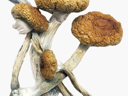Buy costa rican magic mushrooms Online | Overnight Delivery ( Discreet Packaging ) | costa rica magic mushroom | mushrooms in costa rica | magic mushroom dominican republic | costa rican mushroom strain | puerto rico island magic mushroom | south american magic mushroom | costa rica mushroom retreat | magic mushrooms in the philippines | magic mushrooms in spanish | Can you find magic mushrooms in Costa Rica? | What is a Costa Rica cubensis mushroom? | Is Costa Rican psilocybin a good strain? | Are Costa Rican Shrooms good for You? | Does the Costa Rican strain work?